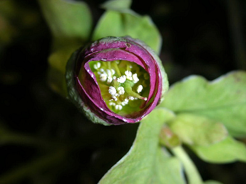 Helleborus foetidus / Elleboro puzzolente